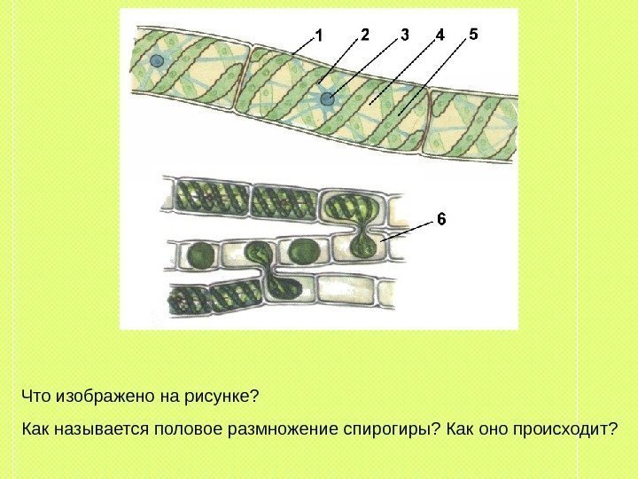 Что изображено на рисунке? Как называется половое размножение спирогиры? Как оно происходит? 