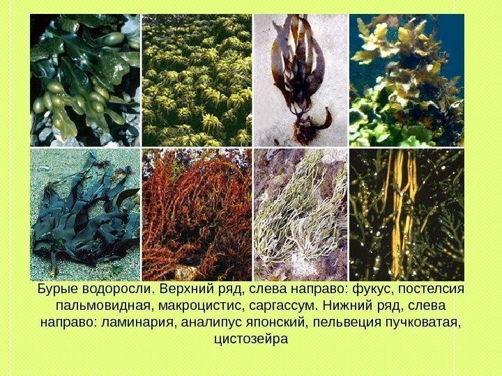 Бурые водоросли. Верхний ряд, слева направо: фукус, постелсия пальмовидная, макроцистис, саргассум. Нижний ряд, слева