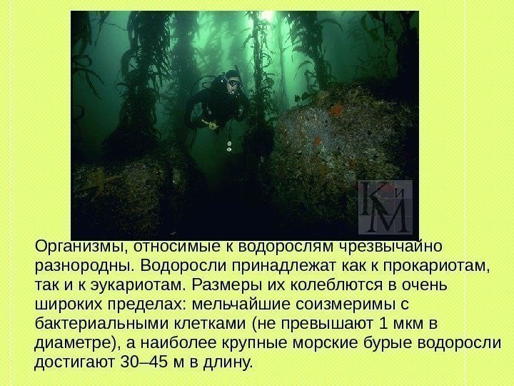  Организмы, относимые к водорослям чрезвычайно разнородны. Водоросли принадлежат как к прокариотам,  так