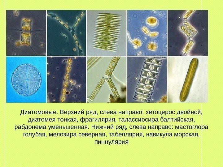 Диатомовые. Верхний ряд, слева направо: хетоцерос двойной,  диатомея тонкая, фрагилярия, талассиосира балтийская, 