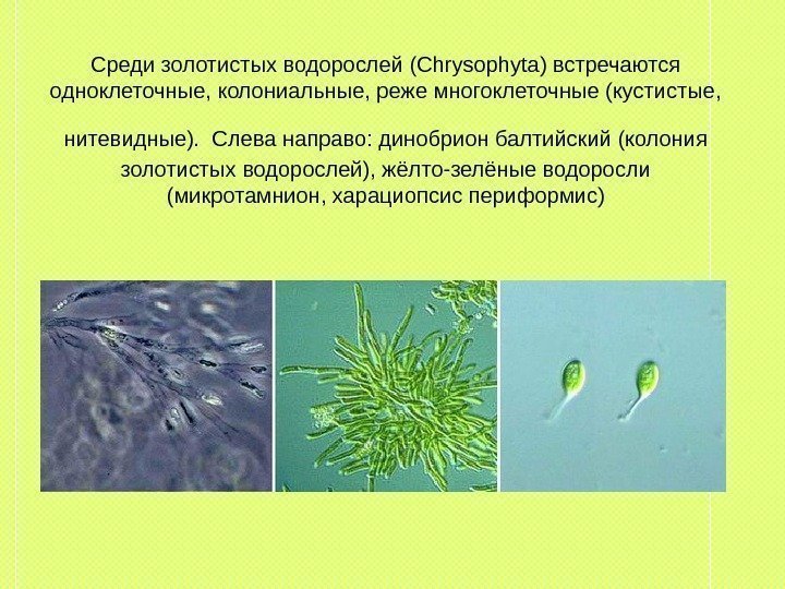 Среди золотистых водорослей (Chrysophyta) встречаются одноклеточные, колониальные, реже многоклеточные (кустистые,  нитевидные).  Слева