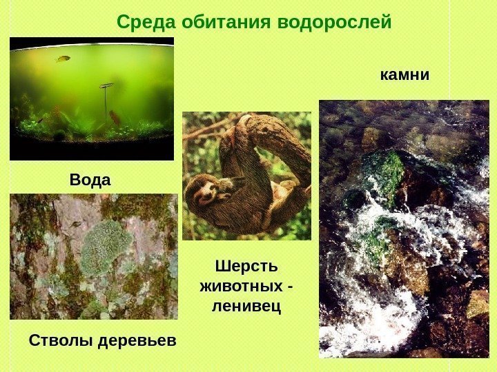 Среда обитания водорослей Вода Стволы деревьев Шерсть животных - ленивец камни 