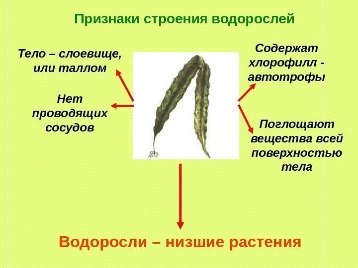 Водоросли общая характеристика презентация