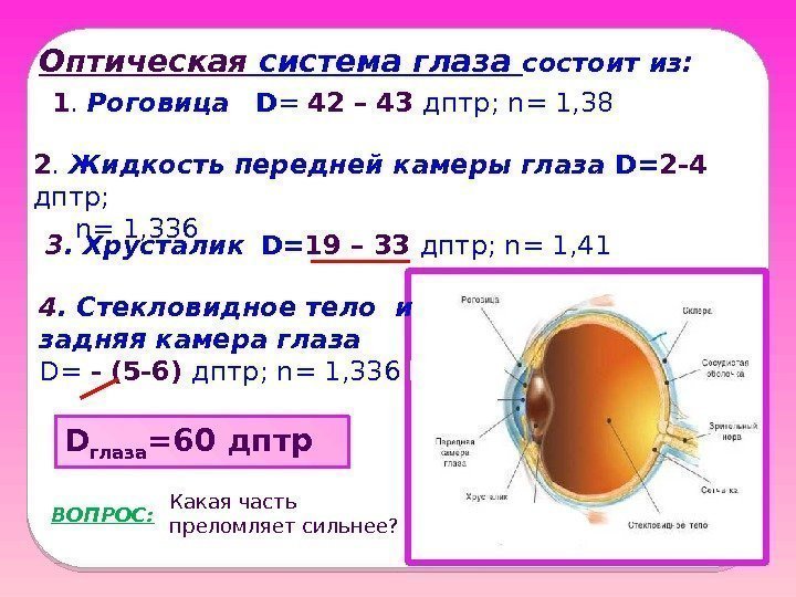 Оптическая система глаза состоит из:  1.  Роговица D = 42 – 43