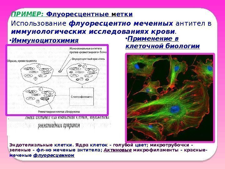 ПРИМЕР:  Использование флуоресцентно меченных антител в иммунологических исследованиях крови.  • Иммуноцитохимия •