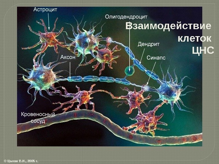 Взаимодействие клеток ЦНС © Цыган В. Н. , 2005 г.  