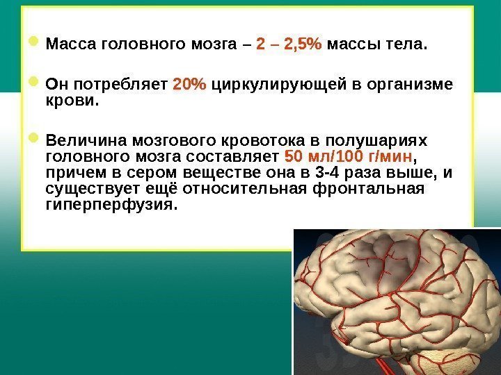  Масса головного мозга – 2, 5 массы тела.  Он потребляет 20 циркулирующей