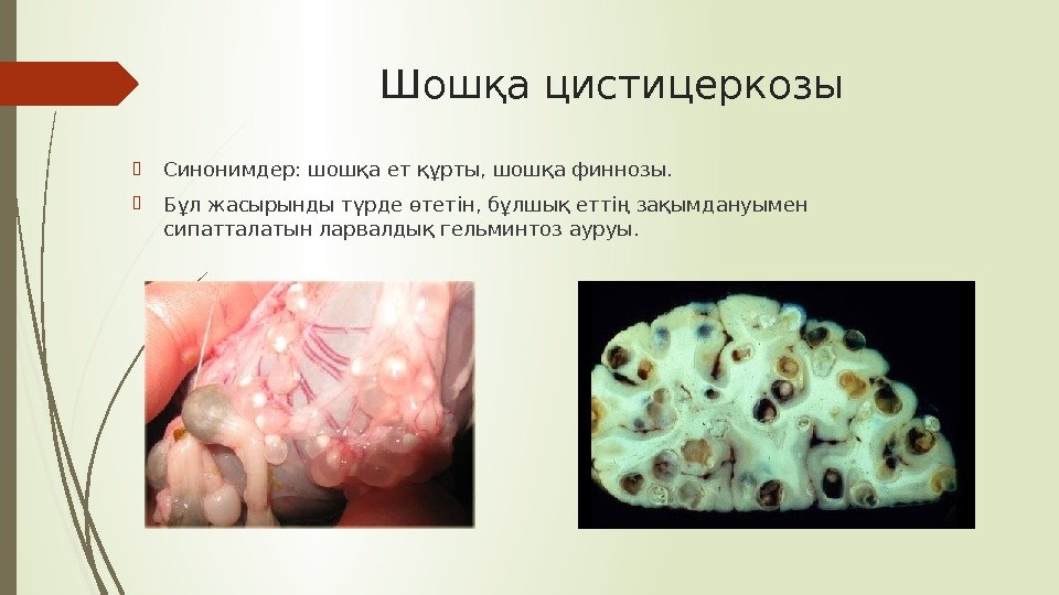 Шошқа цистицеркозы Синонимдер: шошқа ет құрты, шошқа финнозы.  Бұл жасырынды түрде өтетін, бұлшық