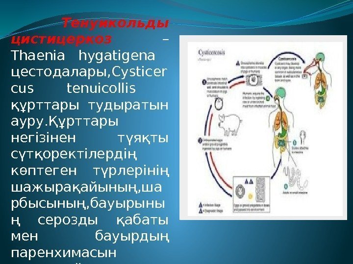    Тенуикольды цистицеркоз – Thaenia hygatigena  цестодалары, Cysticer cus tenuicollis 