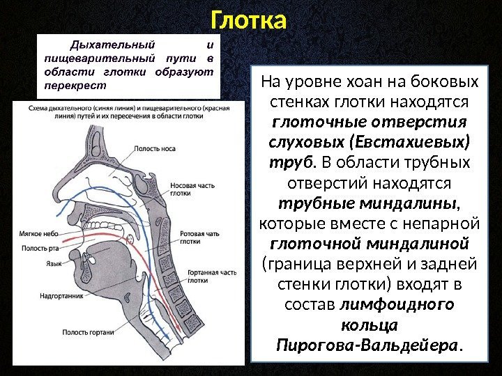 Глотка  На уровне хоан на боковых стенках глотки находятся глоточные отверстия слуховых (Евстахиевых)