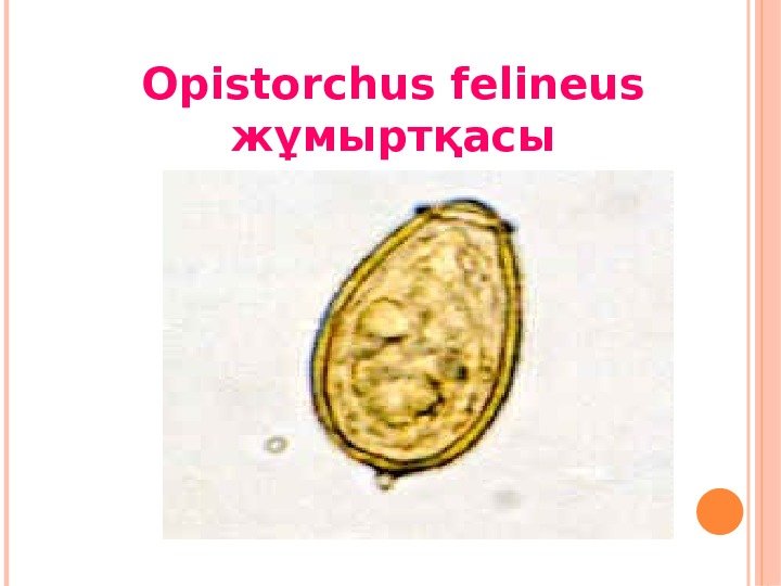 Opistorchus felineus жұмыртқасы 
