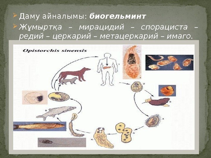  Даму айналымы:  биогельминт Жұмыртқа – мирацидий – спорациста – редий – церкарий