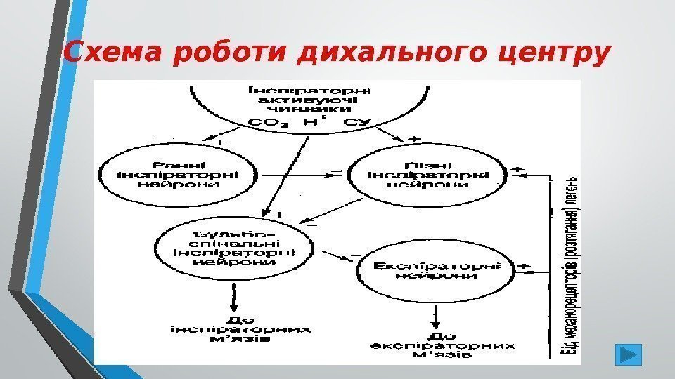 Схема роботи дихального центру 