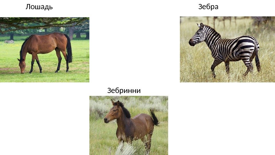    Лошадь    Зебра   Зебринни 