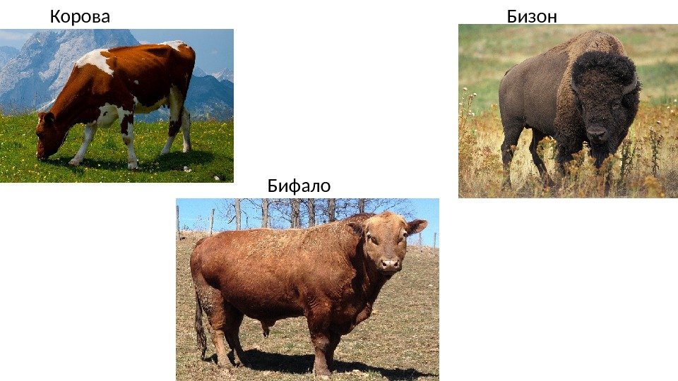   Корова    Бизон Бифало 