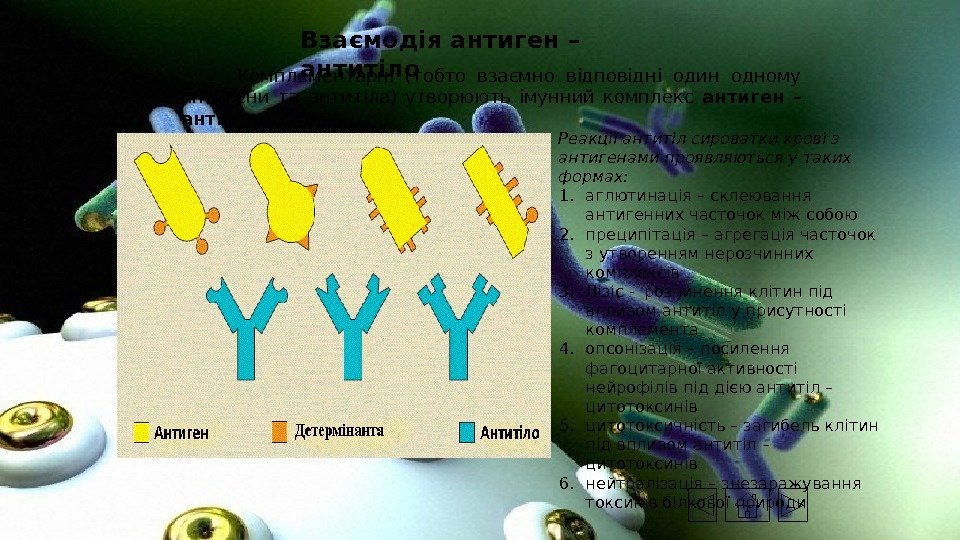 Взаємодія антиген – антитіло  Комплементарні (тобто взаємно відповідні один одному антигени та антитіла)