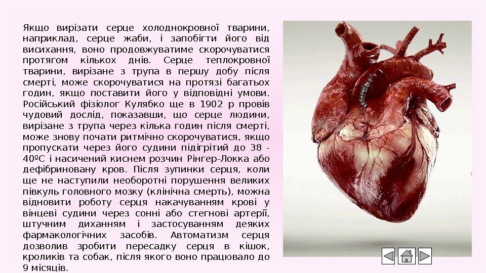 Якщо вирізати серце холоднокровної тварини,  наприклад,  серце жаби,  і запобігти його
