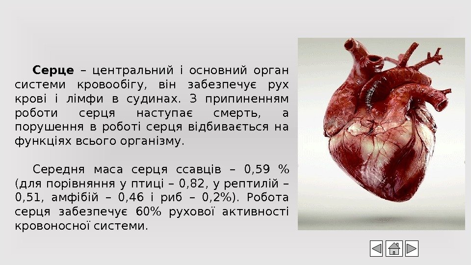 Серце  – центральний і основний орган системи кровообігу,  він забезпечує рух крові