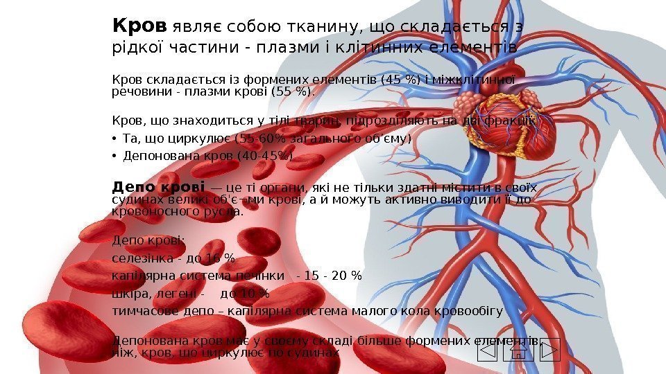 Кров складається із формених елементів (45 ) і міжклітинної речовини - плазми крові (55