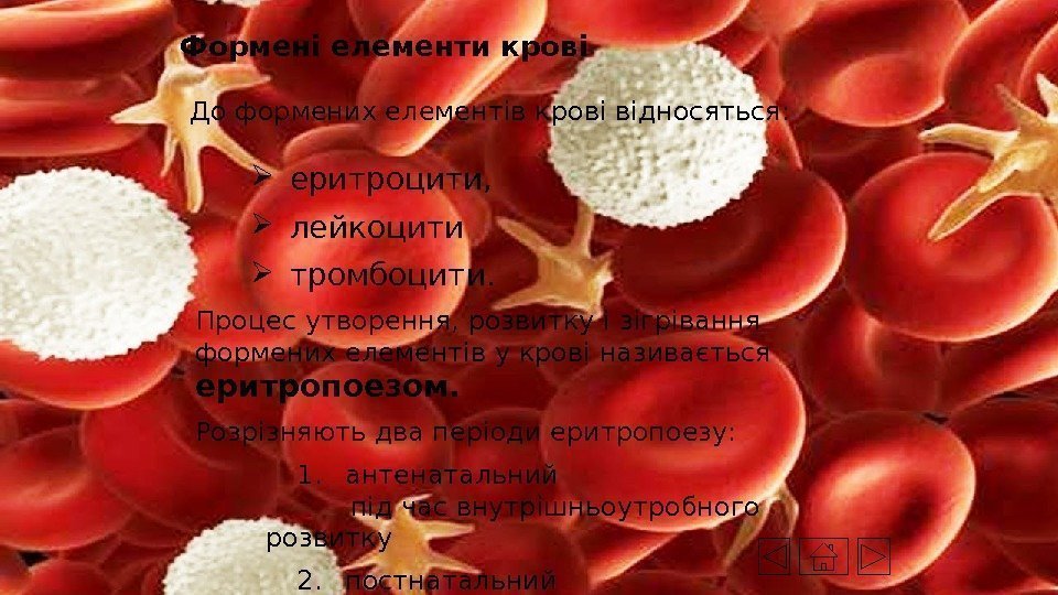 Формені елементи крові  До формених елементів крові відносяться:  еритроцити,  лейкоцити 