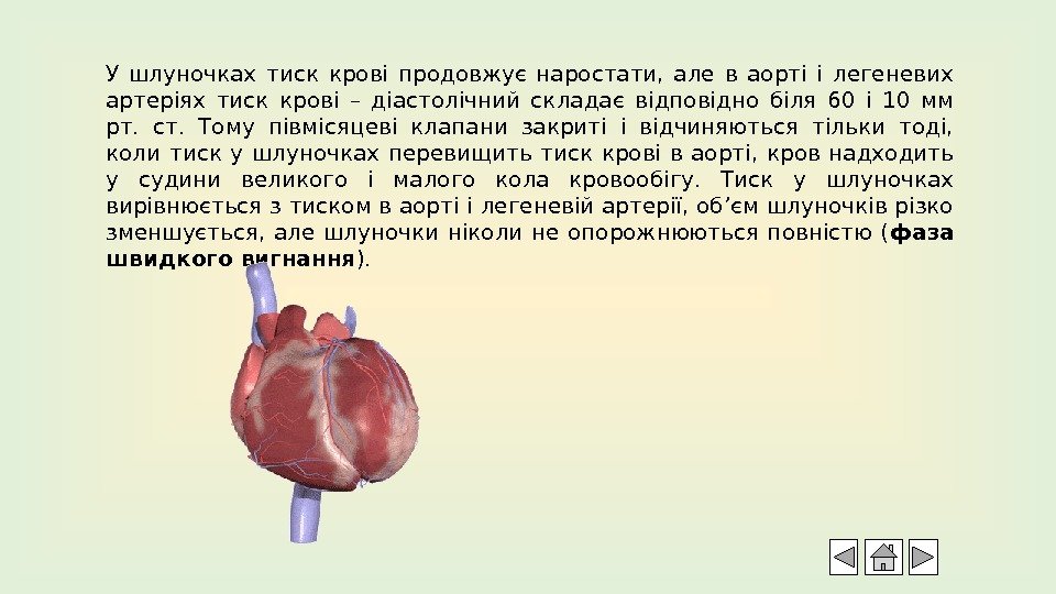У шлуночках тиск крові продовжує наростати,  але в аорті і легеневих артеріях тиск