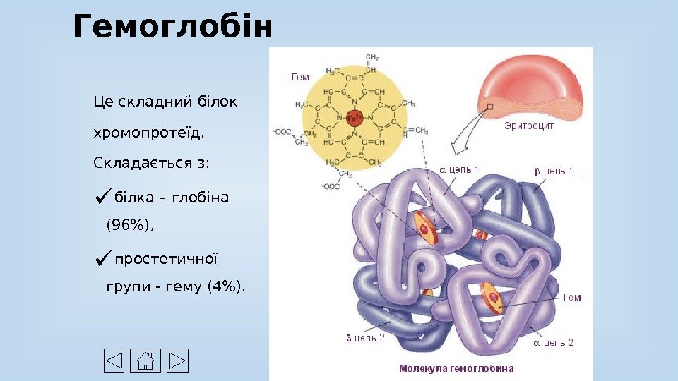 Це складний білок хромопротеїд.  Складається з:  білка – глобіна (96), простетичної групи