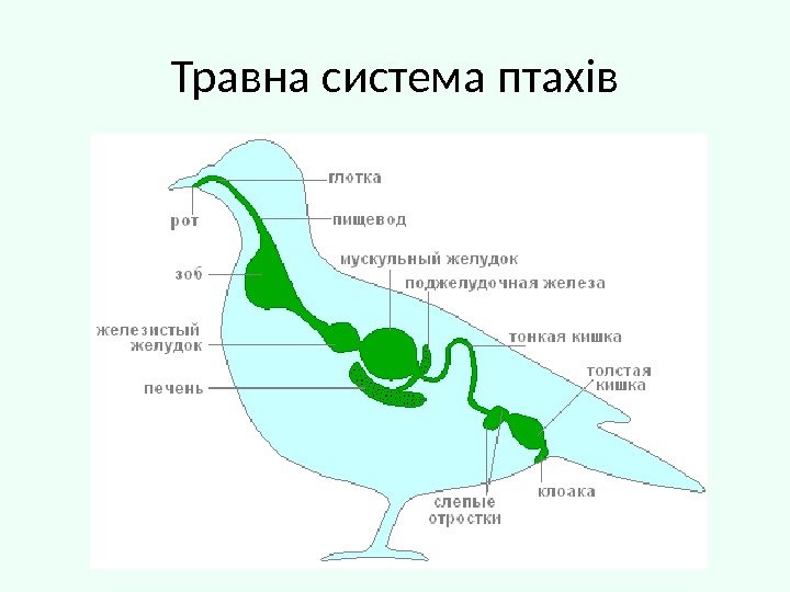 Травна система птахів 