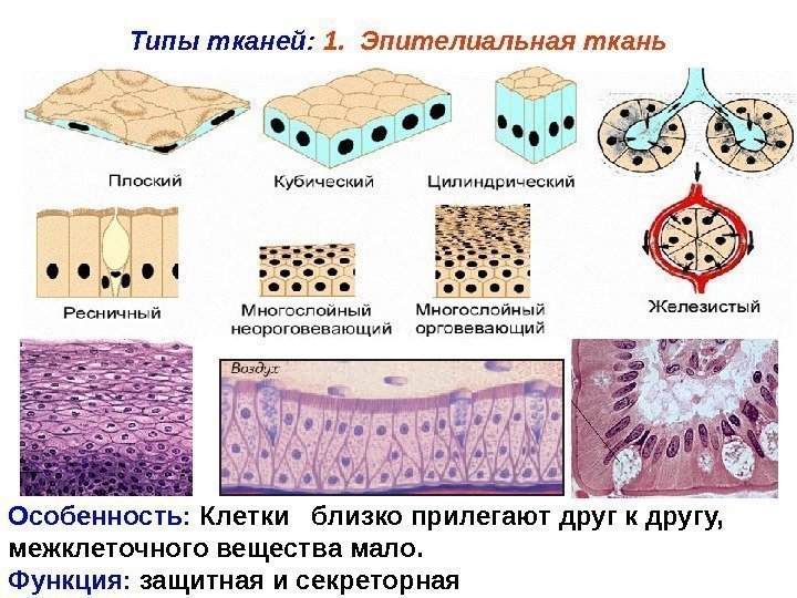   Типы тканей:  1.  Эпителиальная ткань Особенность:  Клетки  близко