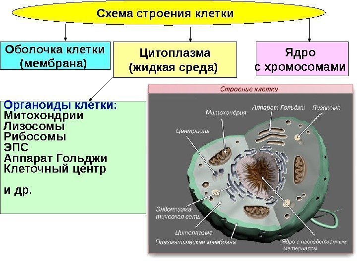   Схема строения клетки  Ядро с хромосомами Цитоплазма (жидкая среда) Оболочка клетки