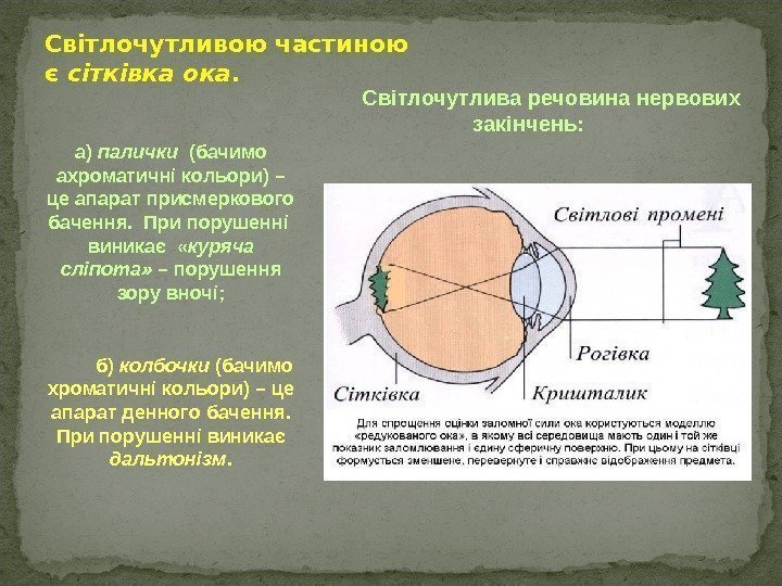 Світлочутливою частиною є сітківка ока.  Світлочутлива речовина нервових закінчень: а) палички  (бачимо