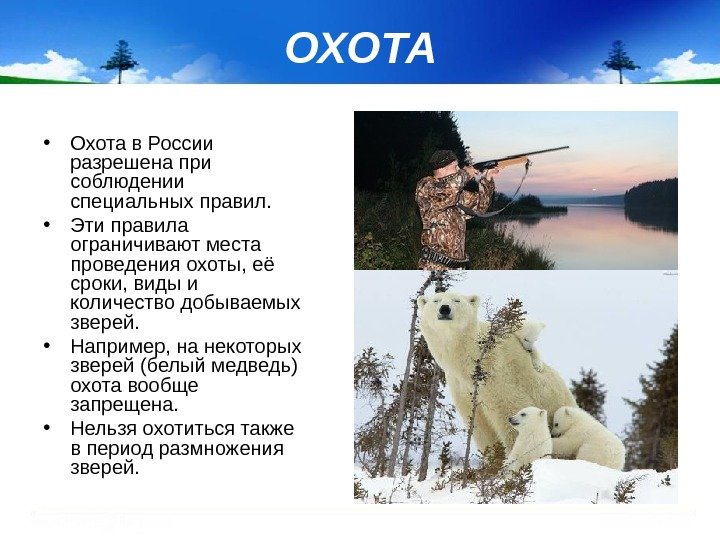 ОХОТА • Охота в России разрешена при соблюдении специальных правил.  • Эти правила