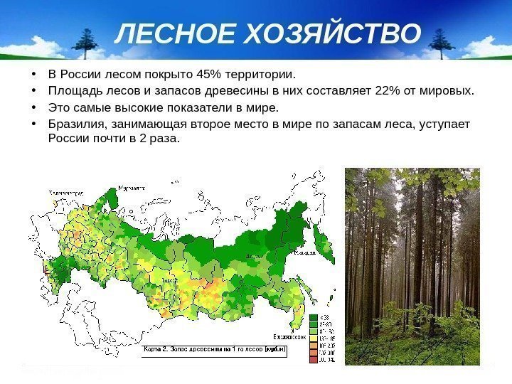 ЛЕСНОЕ ХОЗЯЙСТВО • В России лесом покрыто 45 территории.  • Площадь лесов и