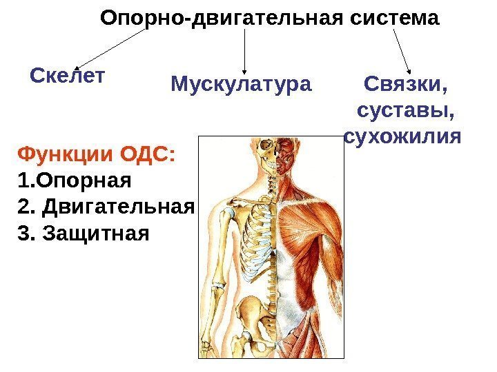 Опорно-двигательная система Скелет Мускулатура Связки,  суставы,  сухожилия Функции ОДС: 1. Опорная 2.