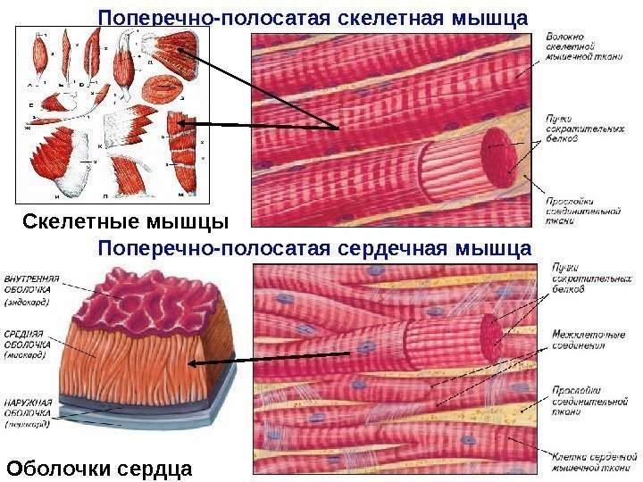 Поперечно-полосатая скелетная мышца Поперечно-полосатая сердечная мышца Оболочки сердца Скелетные мышцы 