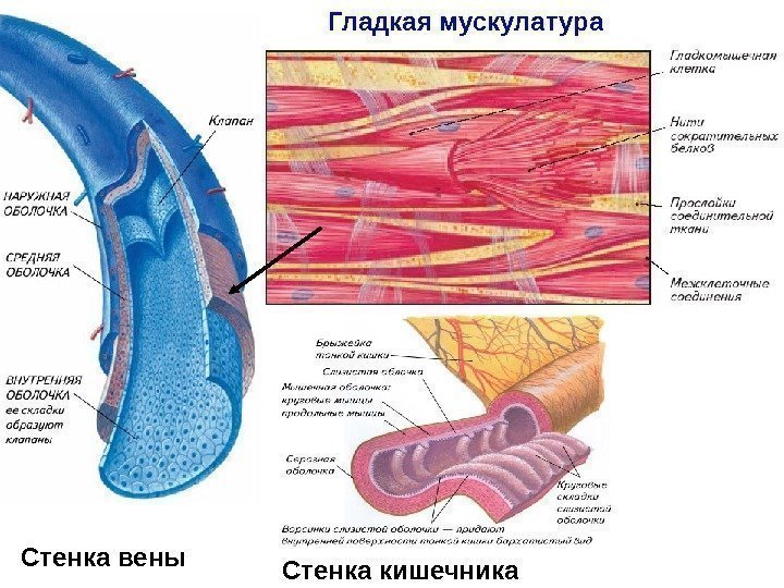 Гладкая мускулатура Стенка вены Стенка кишечника 