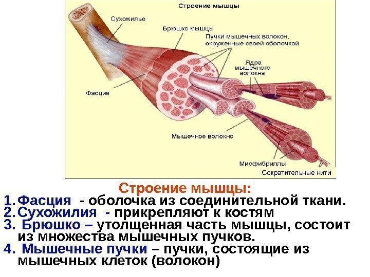 Строение мышцы: 1. Фасция  - оболочка из соединительной ткани. 2. Сухожилия - прикрепляют