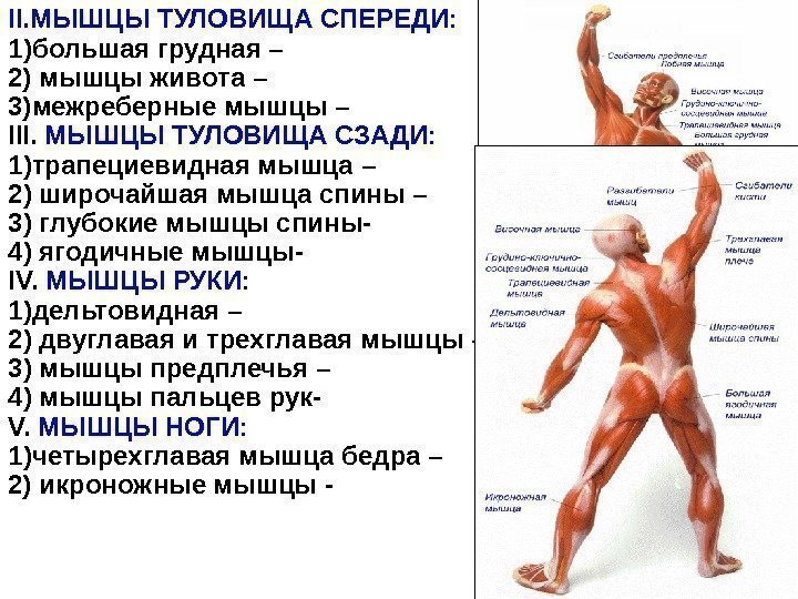 II. МЫШЦЫ ТУЛОВИЩА СПЕРЕДИ: 1)большая грудная – 2) мышцы живота – 3)межреберные мышцы –