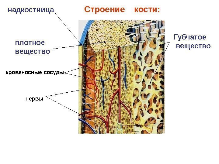 Строение  кости: надкостница плотное вещество Губчатое  вещество кровеносные сосуды нервы 