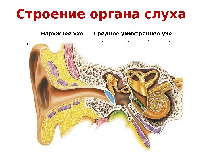 Строение органа слуха Внутреннее ухо. Среднее ухо. Наружное ухо 