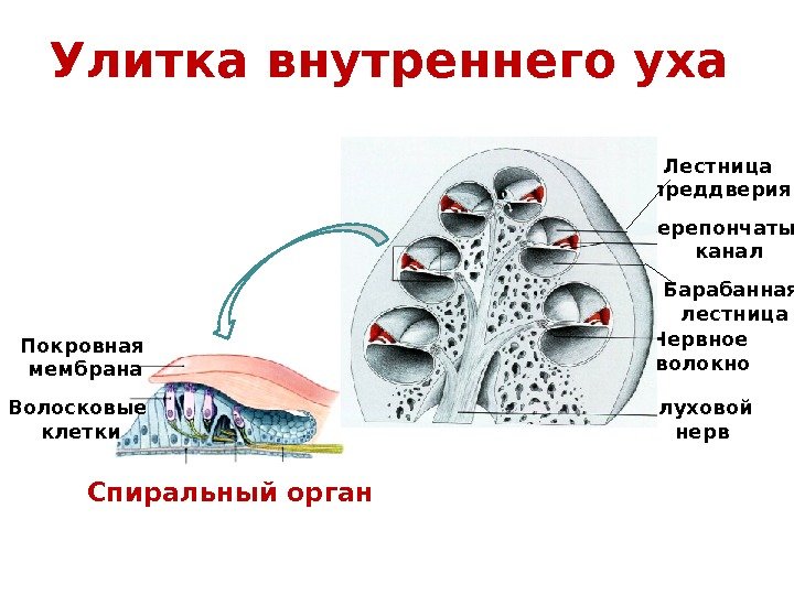 Слуховой нерв. Нервное волокно. Покровная мембрана Волосковые клетки Спиральный орган. Улитка внутреннего уха Перепончатый