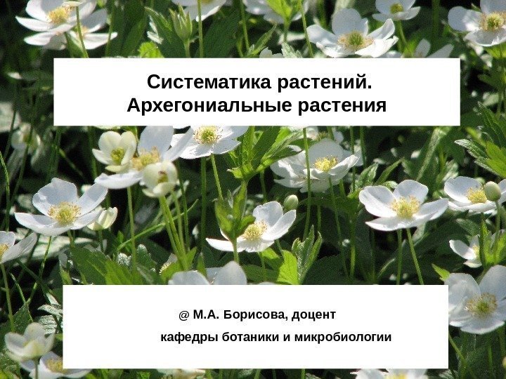  Систематика растений.  Архегониальные растения  @  М. А. Борисова, доцент