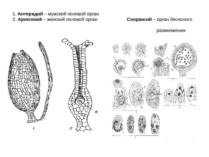 1.  Антеридий – мужской половой орган 2.  Архегоний – женский половой орган