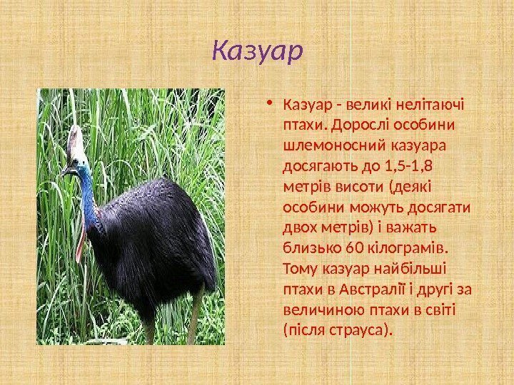 Казуар • Казуар - великі нелітаючі птахи. Дорослі особини шлемоносний казуара досягають до 1,