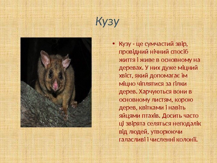Кузу  • Кузу - це сумчастий звір,  провідний нічний спосіб життя і