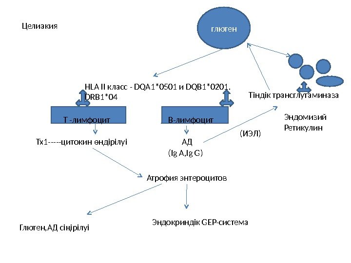 HLA II класс - DQA 1*0501 и DQB 1*0201. DRB 1*04 Тіндік трансглутаминаза Т
