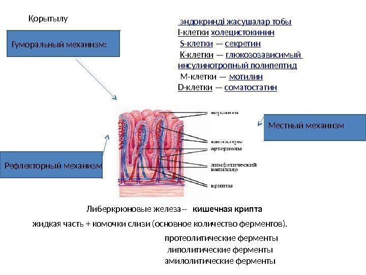 Либеркрюновые железа-- жидкая часть + комочки слизи (основное количество ферментов). кишечная крипта эндокринді 