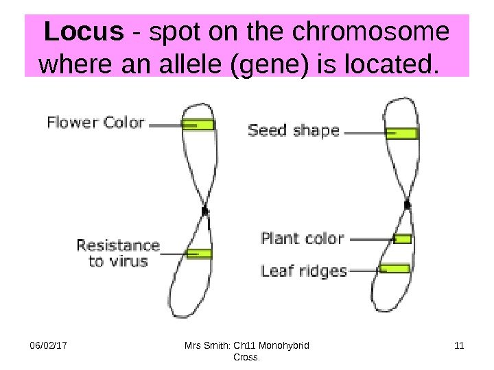 Locus - spot on the chromosome where an allele (gene) is located.  06/02/17