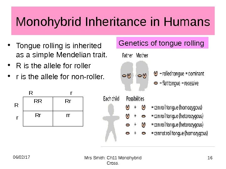 Monohybrid Inheritance in Humans • Tongue rolling is inherited as a simple Mendelian trait.