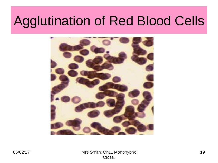 Agglutination of Red Blood Cells 06/02/17 19 Mrs Smith: Ch 11 Monohybrid Cross. 