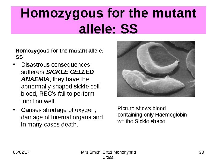 Homozygous for the mutant allele: SS Homozygous for the mutant allele:  SS •